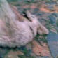 Mimitos, uyy me encantan los mimos